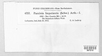 Puccinia impatientis image